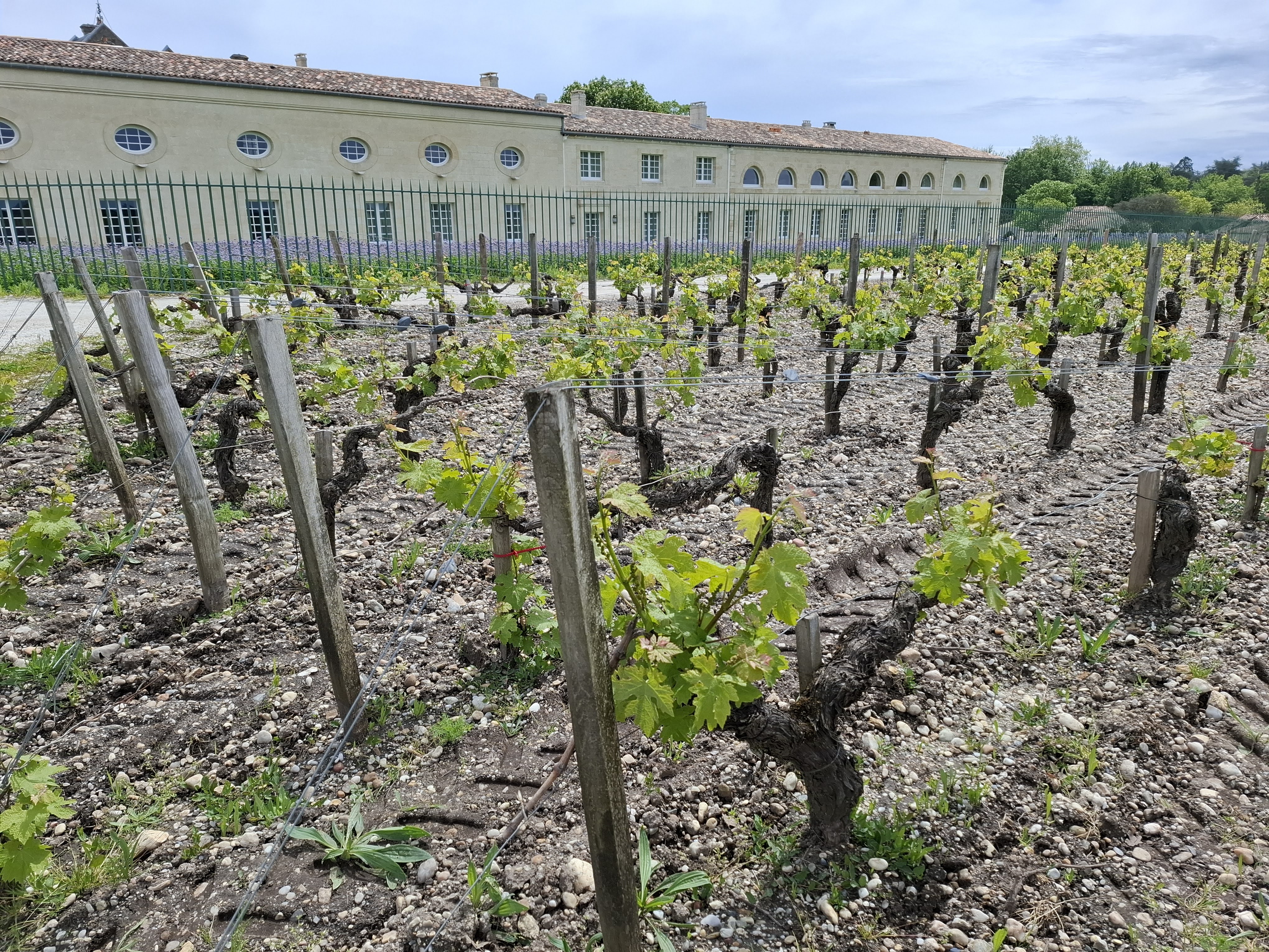 Château Mouton Rothschild